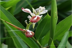Alpinia calcarata